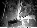 This was the second night that he visited the trough. He is very skittish around the trough; there are lots of photos of him moving quickly around the trough over a 5 minute period.