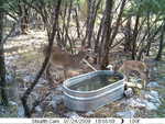 Doe with fawn