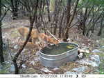 Doe with two fawns