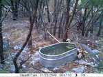 A gray fox