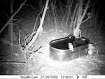 Owls at water trough 7-26-09 9:06:51 PM