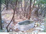 Raccoon during daylight