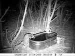 Raccoon at night