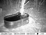 I thought it might be a raccoon, but we've decided that it's a ringtail cat (a relative of the raccoon).