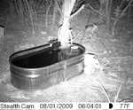 Another view of the ringtail cat.