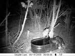 raccoons 081409-1