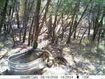 raccoons 081609-1
