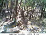 raccoons 081609-2