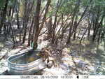 raccoons 081609-3
