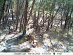 raccoons 081609-5