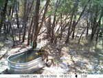 raccoons 081609-6