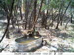 raccoons 082109-1