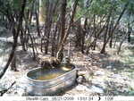 raccoons 082109-2