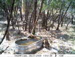 raccoons 082109-3
