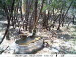 raccoons 082109-4