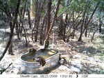 raccoons 082109-5