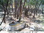 raccoons 082109-6