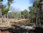 Live Oaks at 300ft