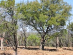 Live Oaks at 300ft - Cleared