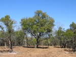 Live Oaks at 300ft