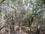 Live Oaks at 300ft (before)