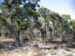 More Cedar!