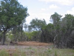 This is some of the clearing done on 10-2-06. You could only see the top of this Live Oak before.