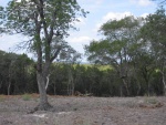 More clearing