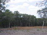 This little stand of Shin (or Scrub) Oaks was cleared.